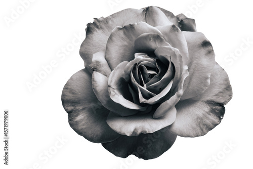 3D Render a black and white rose is shown in this image