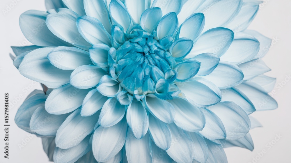 Obraz premium A vibrant light blue dahlia in full bloom, showcasing natural beauty with soft backlighting. 