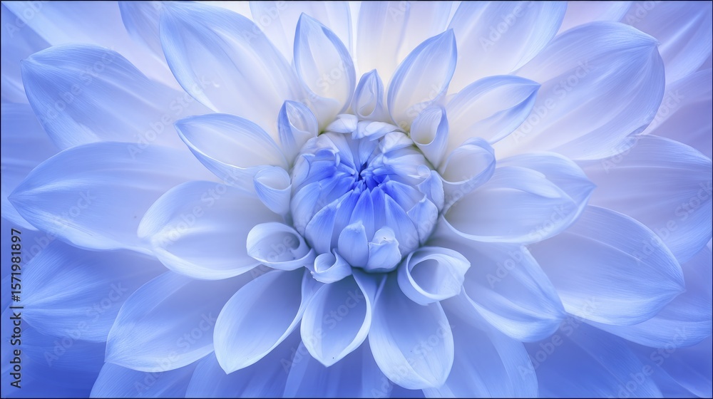 Obraz premium A vibrant light blue dahlia in full bloom, showcasing natural beauty with soft backlighting. 
