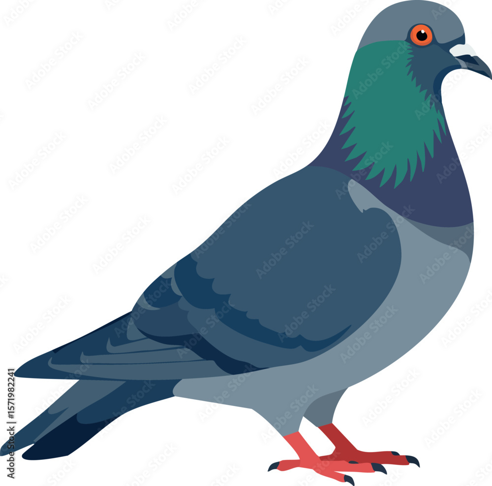 Fototapeta premium Pigeon bird illustration with blue grey feathers and red feet vector image