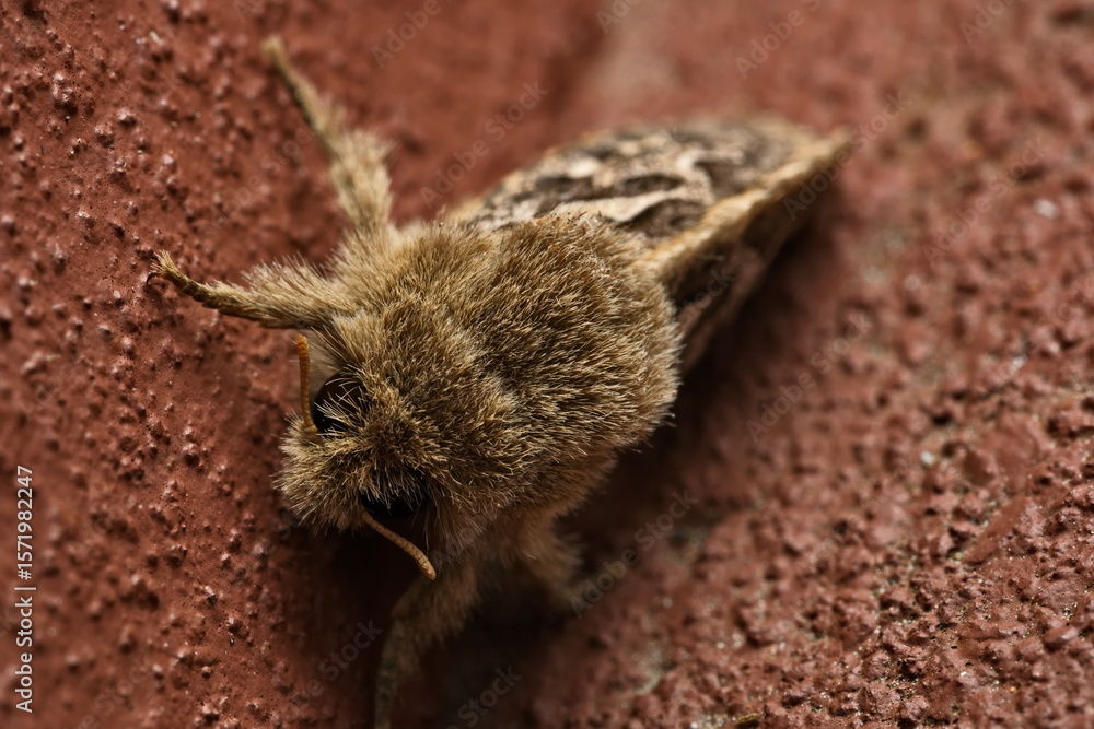 Obraz premium Close up of an Owlet moth