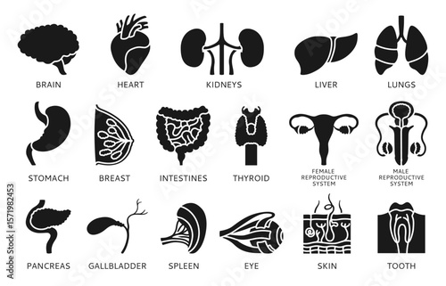 Human organs sign with names description set infographic. Silhouette symbol lung, brain, heart, reproductive system female male, skin hair tooth eye, body elements set. Vector illustration icon