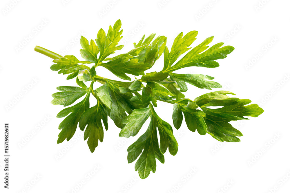 Fototapeta premium 3D Render a green plant with leaves on a white background