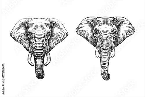 Majestic elephant heads are depicted in a detailed black and white sketch, showcasing the intricate textures and powerful presence of these iconic african animals