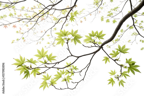 Delicate maple tree branches with palmate leaves in soft green tones against white background, spring foliage style