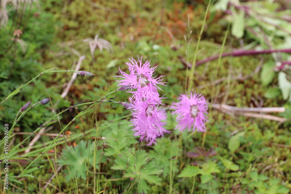 Obraz premium 白馬 小遠見山の風景。白馬五竜高山植物園。タカネナデシコ。