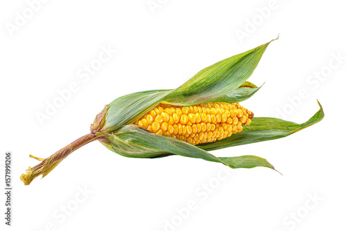 3D Render a corn cob with leaves on a white background
