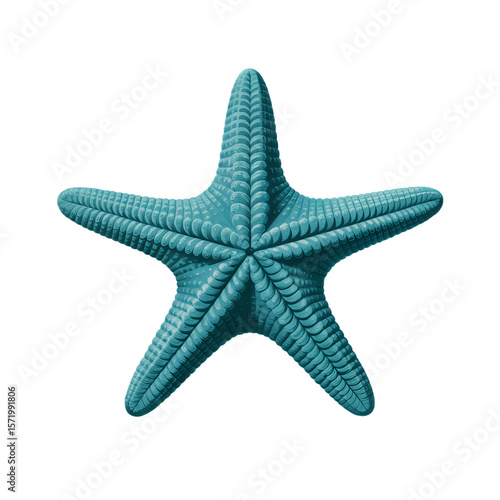 Isolated turquoise starfish sea life ocean marine animal summer vacation png isolated on transparent background