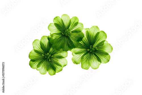 3D Render a group of green flowers on a white surface