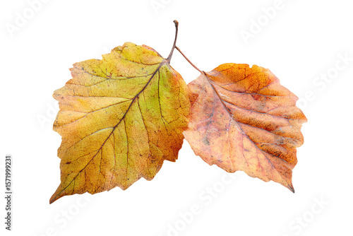 3D Render two leaves are shown on a white background