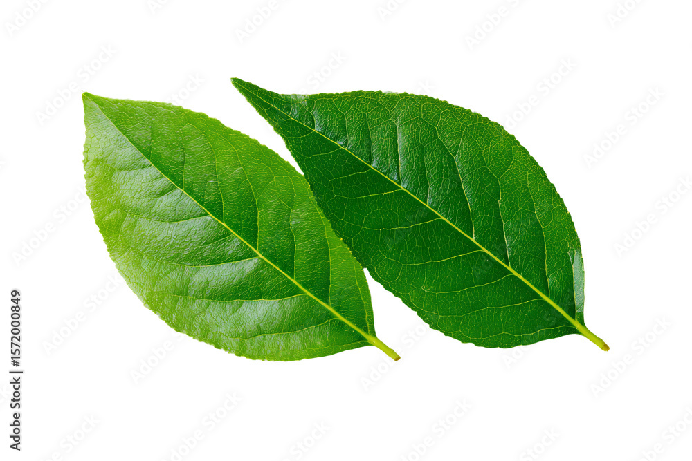 Fototapeta premium 3D Render two green leaves on a white background
