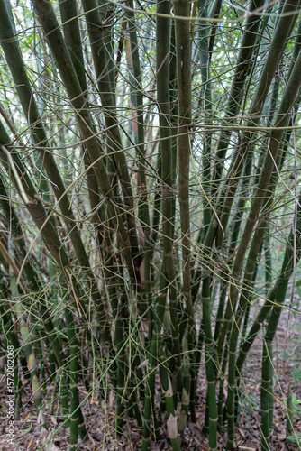 Close-up of a dense bamboo grove with tall green stalks and fine branches. The image captures the vertical rhythm and natural complexity of a tropical forest scene.

