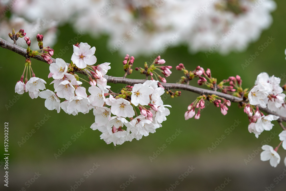cherry blossoms cherry blossoms