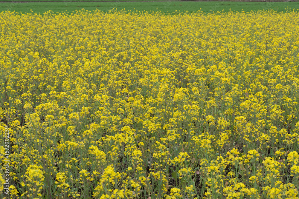 Obraz premium canola flower