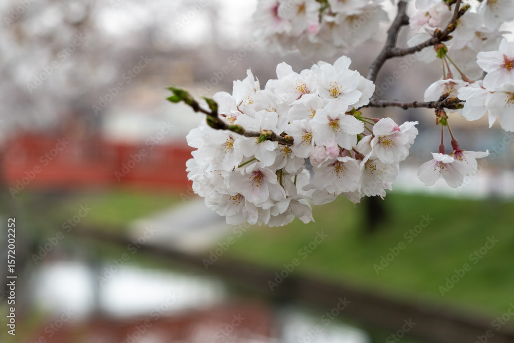 Obraz premium cherry blossoms