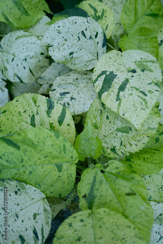 Close-up of variegated green and white tropical leaves with speckled patterns. Natural abstract texture ideal for backgrounds, botanical themes, and eco-friendly design projects.

