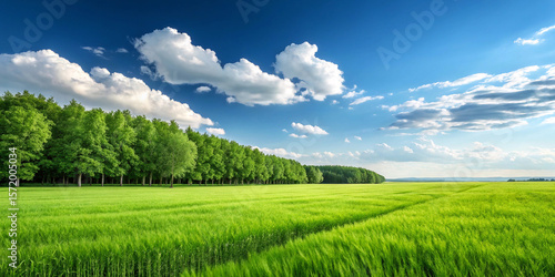 Fototapeta Naklejka Na Ścianę i Meble -  A vibrant green grassy field stretches towards a distant treeline under a bright blue sky with fluffy white clouds