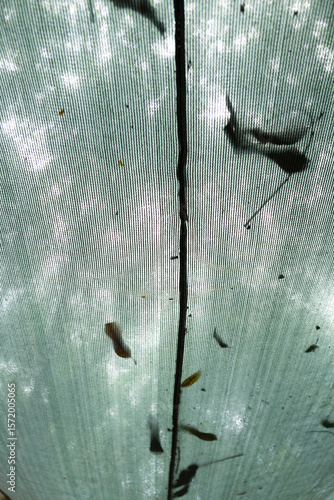 Transparent mesh canopy with leaves and insects silhouetted against soft daylight. A natural, abstract scene blending texture, pattern, and organic elements.