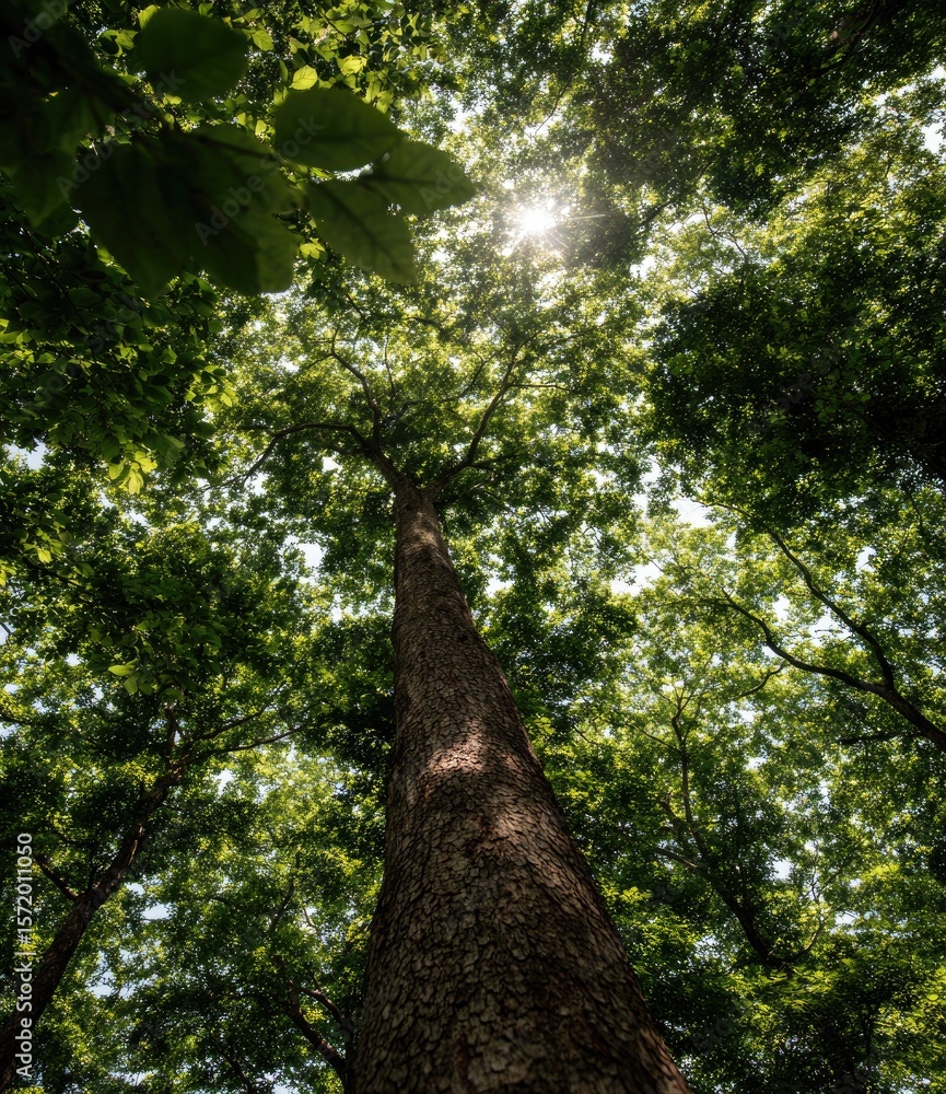 Fototapeta premium Sunlight filtering through a dense forest canopy