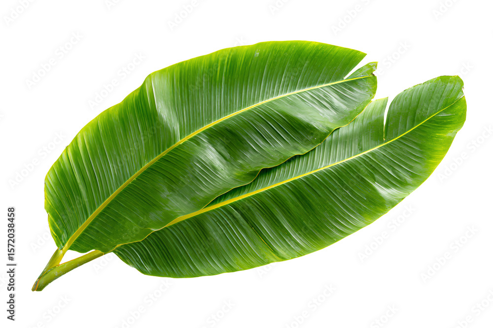 3D Render a couple of large green leaves on a white surface 3D Render a couple of large green leaves on a white surface