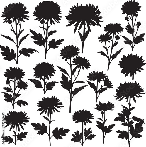 Collection of various chrysanthemum flower and foliage silhouettes, ideal for botanical designs, natural themes, autumn projects, and elegant floral graphic elements for decorative purposes