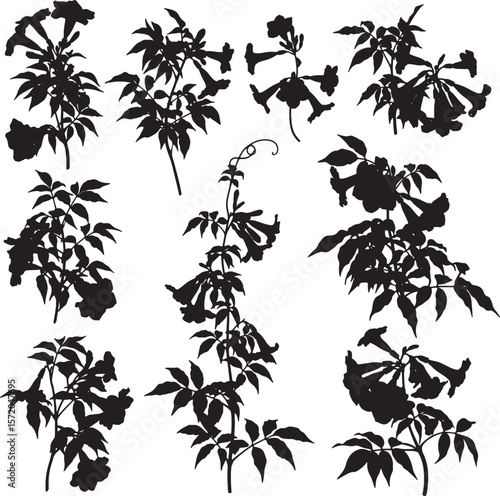A detailed collection of trumpet vine flower and leaf silhouettes, capturing their unique growth patterns, perfect for garden designs, natural illustrations, and decorative botanical elements