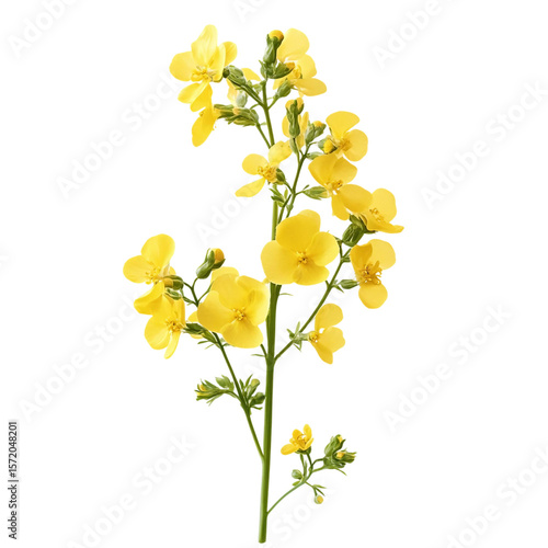 Sprig of fresh rapeseed isolated on white background as transparent