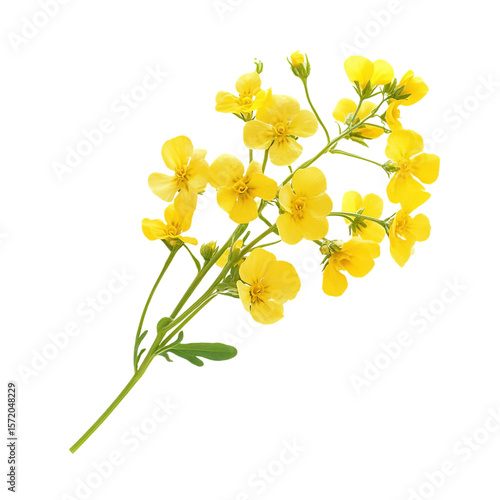 Sprig of fresh rapeseed isolated on white background as transparent