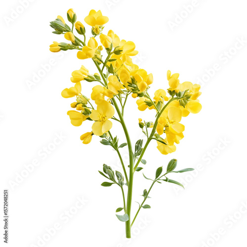 Sprig of fresh rapeseed isolated on white background as transparent