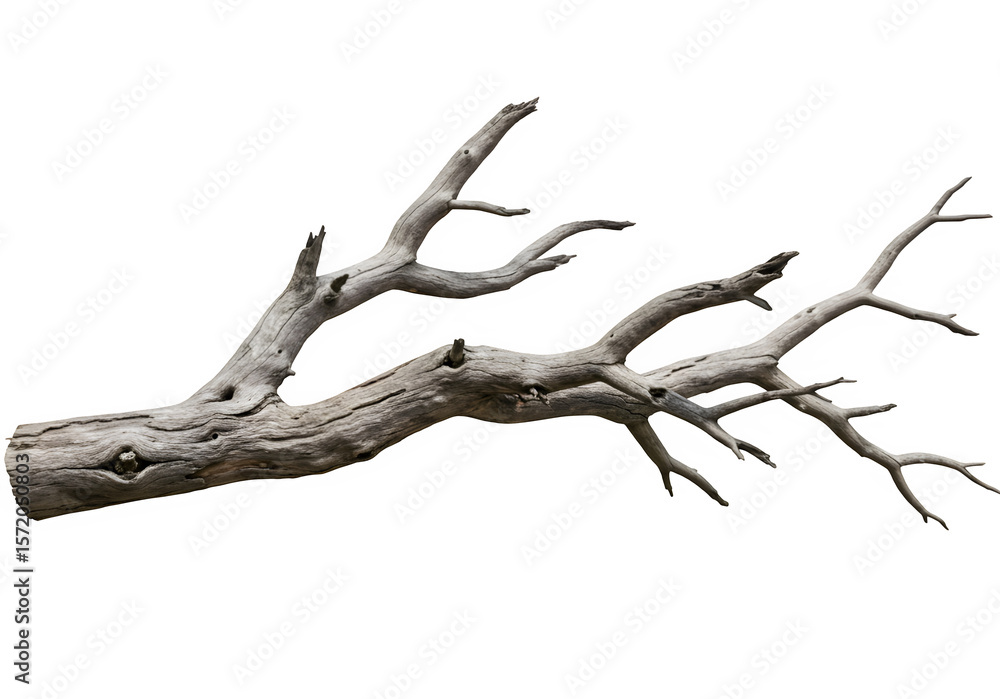 Fototapeta premium Dried Spooky Dead Tree Branch – Halloween and Haunted Nature Element, Isolated on White or Transparent Background