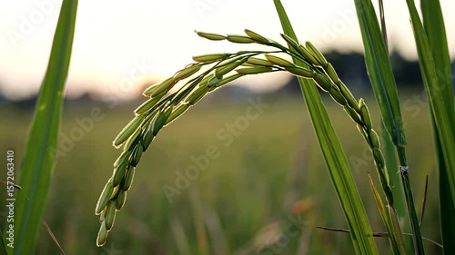 Close-up of ripening rice grains bending under sunlight in a serene field at sunset