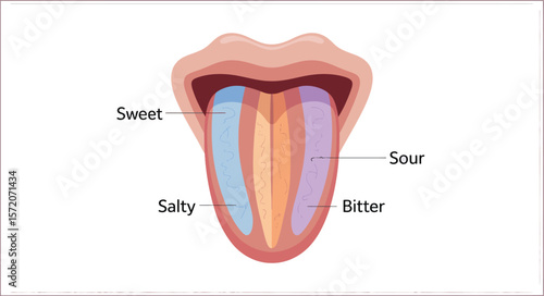 Illustration of a human tongue showing taste zones for sweet salty sour and bitter sensations shown