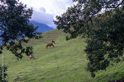 Horses on the mountain