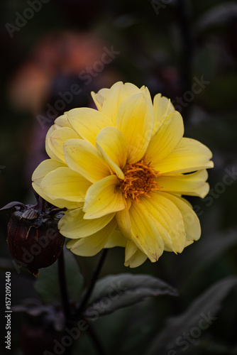 yellow flower