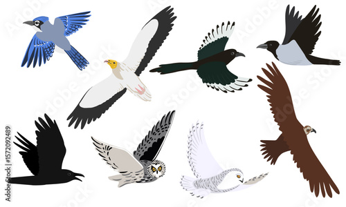 vector drawing flying predatory birds, hand drawn birds of prey, isolated nature design elements