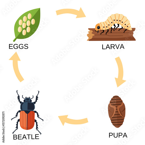 Vector diagram showing the beetle life cycle: eggs, larva, pupa, and adult beetle. Educational chart for biology, entomology, or insect-related learning materials