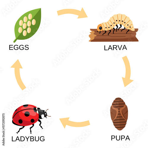 Colorful vector chart of ladybug life cycle stages: egg, larva, pupa, and adult. Ideal for science education, insect study, or children’s biology materials