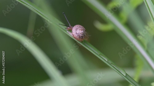 Wallpaper Mural 小さなカタツムリ Torontodigital.ca