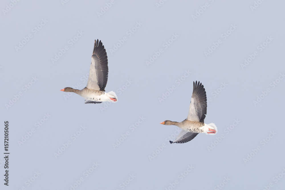 Fototapeta premium pair of Greylag Goose Anser anser flying in Greifswald, Germany