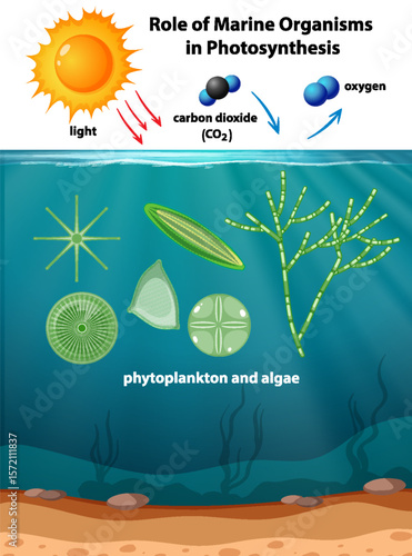 Marine Photosynthesis Process with Phytoplankton and Algae