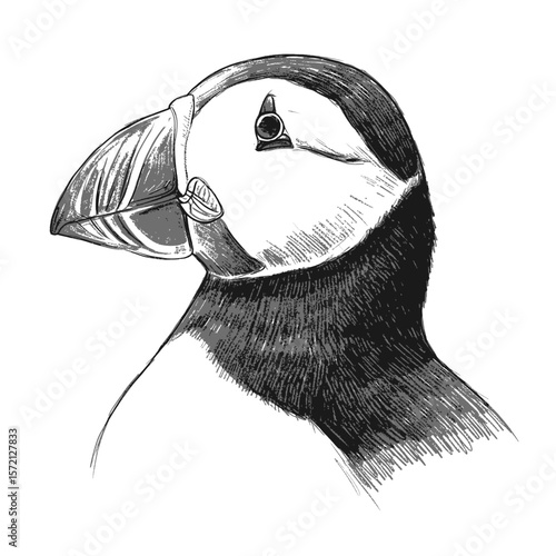 Atlantic Puffin-Fratercula arctica. Elegant puffin sketch with detailed feathers standing gracefully on white background. Wildlife illustration concept