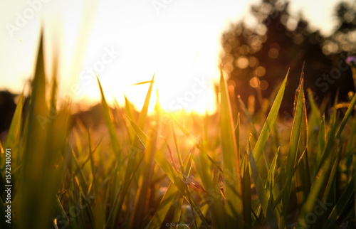sunset through the grasses 