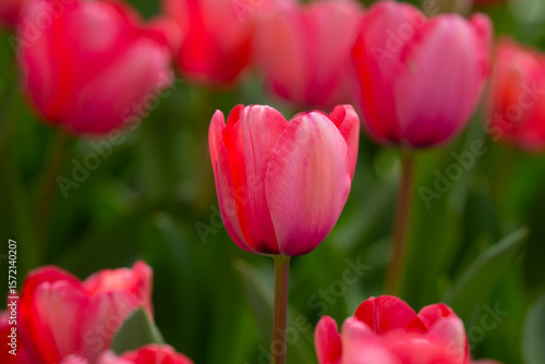 Spring blossom wallpaper. Beautiful Tulips. Red tulip flowers background. Beautiful flower red tulips in sunlight landscape at spring or summer. Amazing spring nature. Tulips flowers in garden.