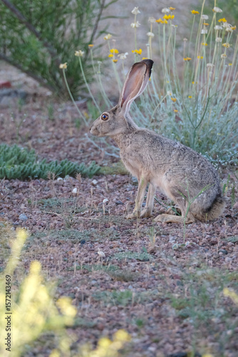 Black tailed jack rabbit resting in the shade near some yellow wildflowers