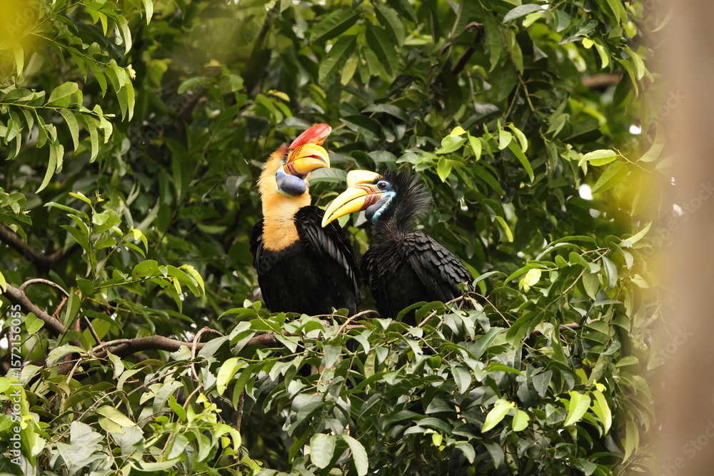 Φωτογραφία The knobbed hornbill (Rhyticeros cassidix), also known as Sulawesi wrinkled hornbill, is a colourful hornbill native to Indonesia