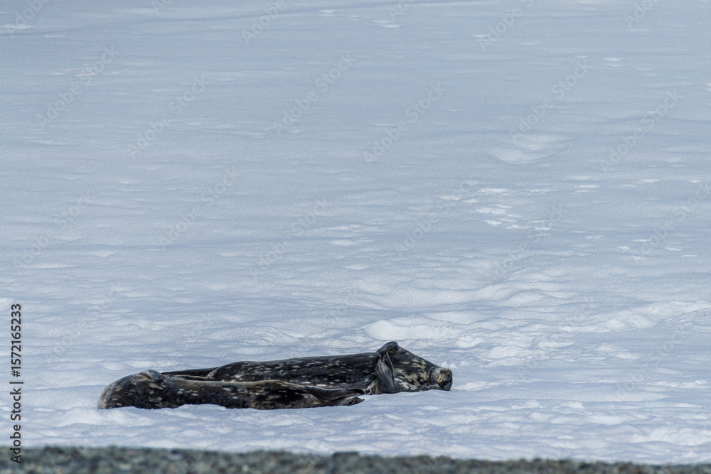 Fototapeta premium Close-up of a Weddell seal - Leptonychotes weddellii- at Mikkelsen harbour, along the Antarctic peninsula