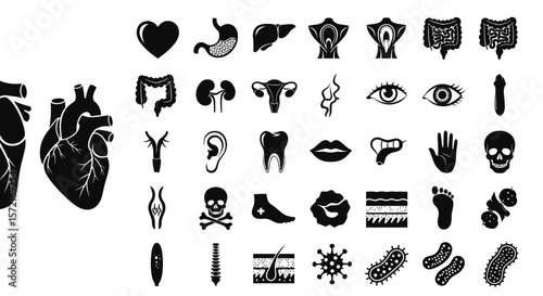 Human Anatomy and Medical Organs Solid Icon Set