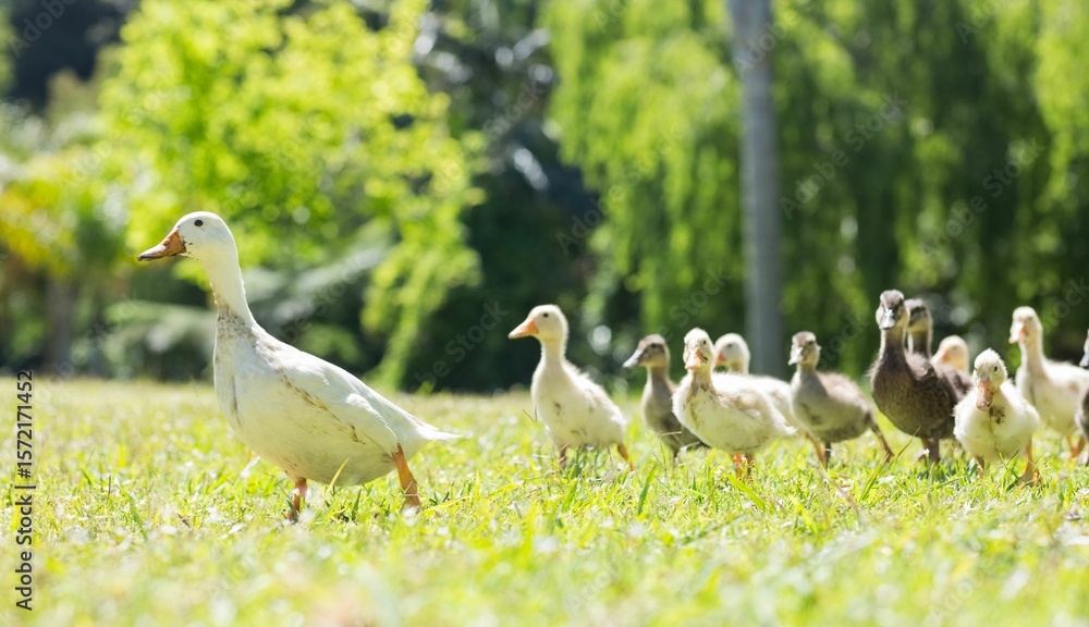 Naklejka premium Duck with ducklings on field