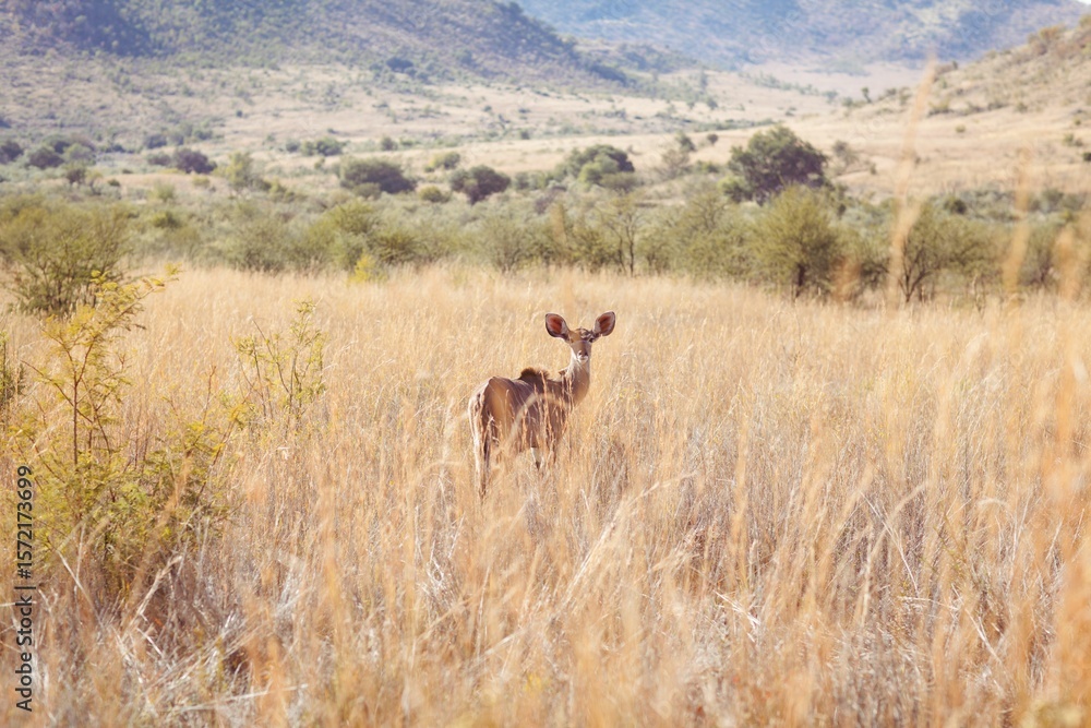 Obraz premium Deer amidst dry grass on field