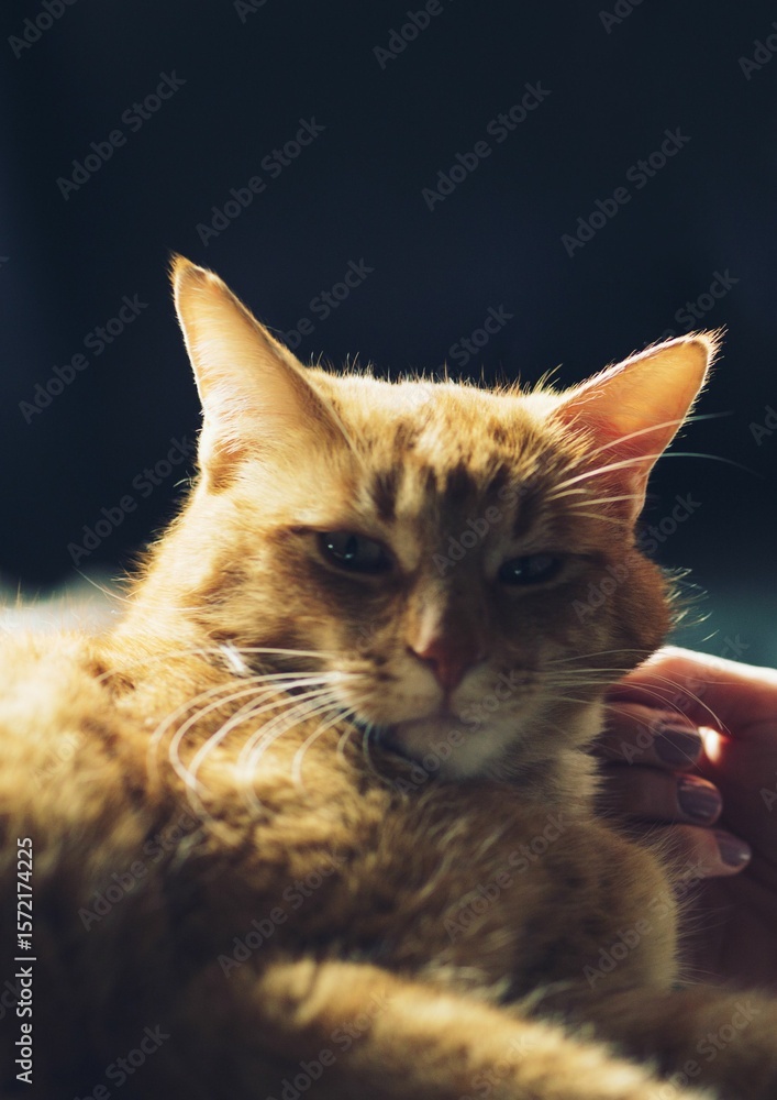 Obraz premium Cropped hand on woman touching cat